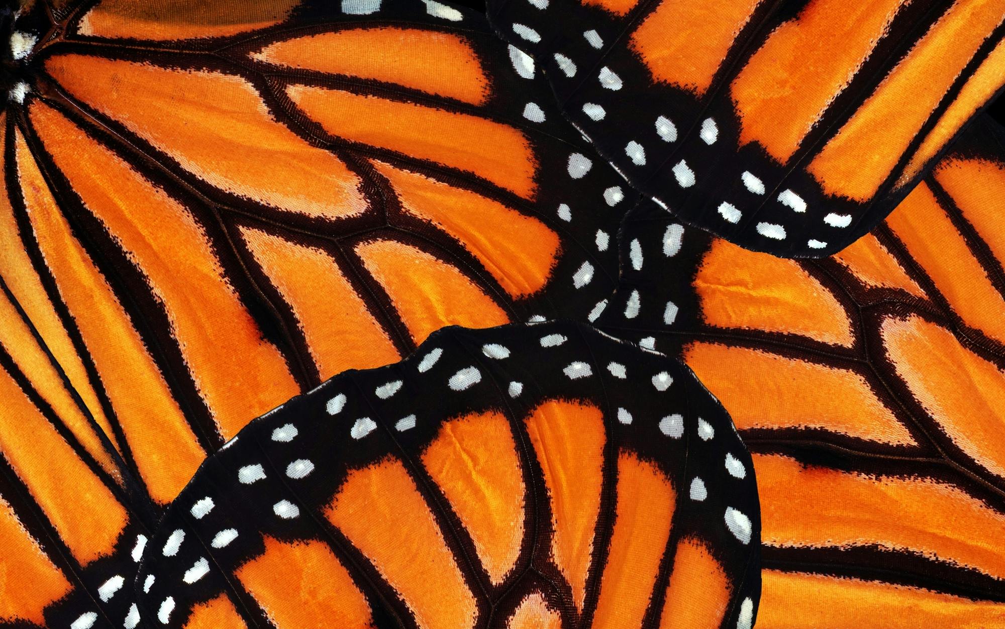 Antalya's Butterfly World with optional transfers