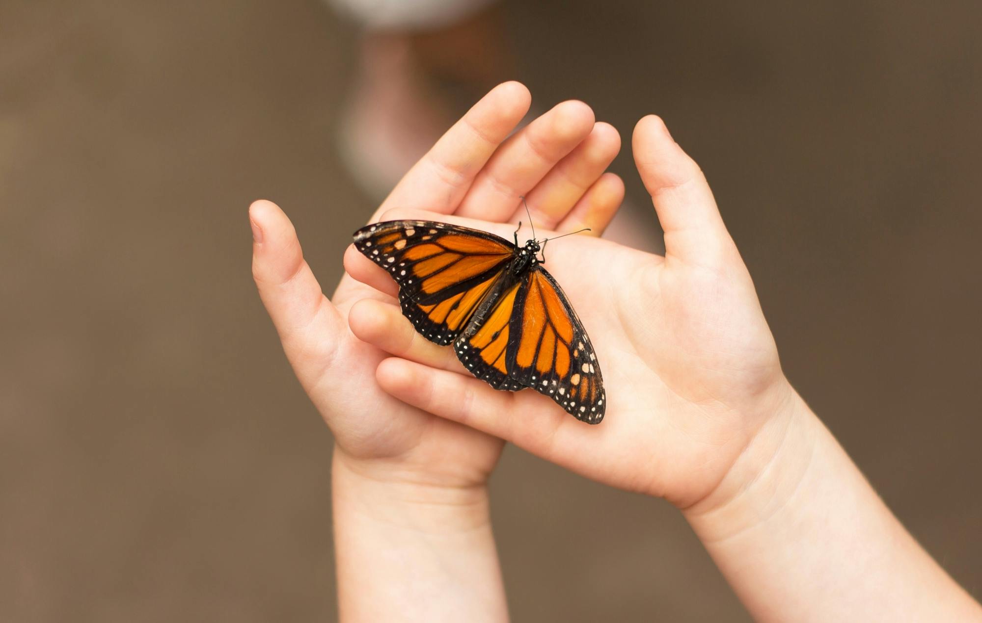 Antalya's Butterfly World with optional transfers