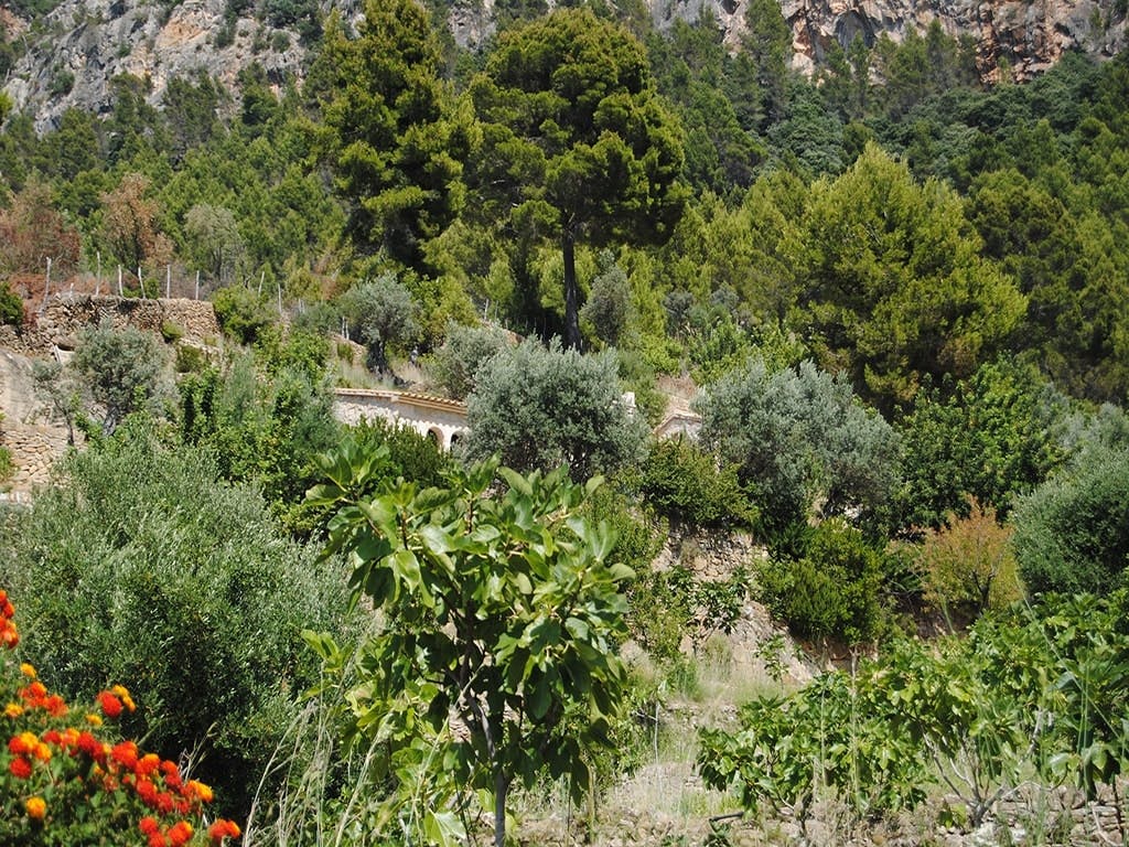 Majorca countryside voyage of discovery