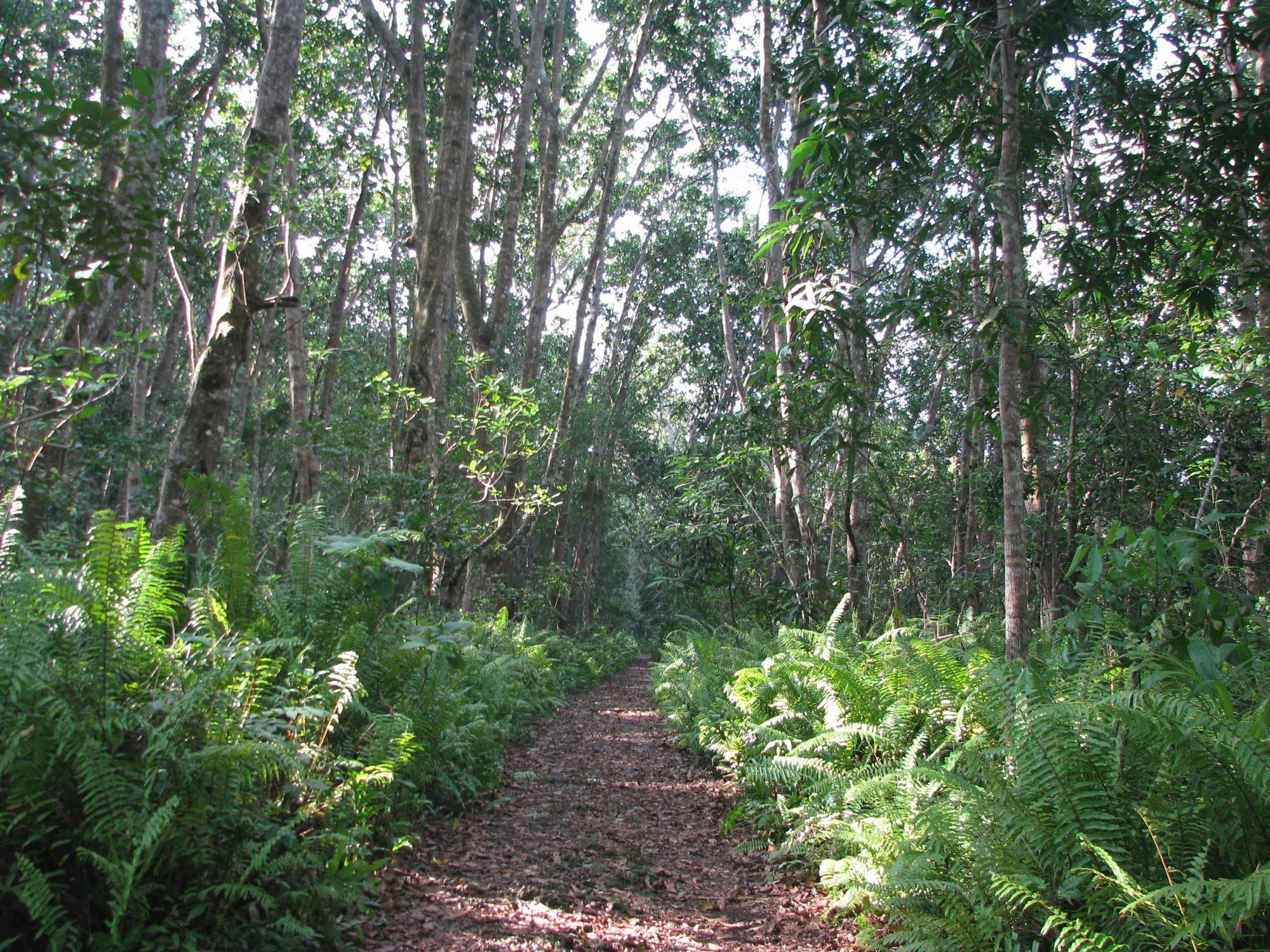Zanzibar Jozani Forest, cave and village adventure private tour
