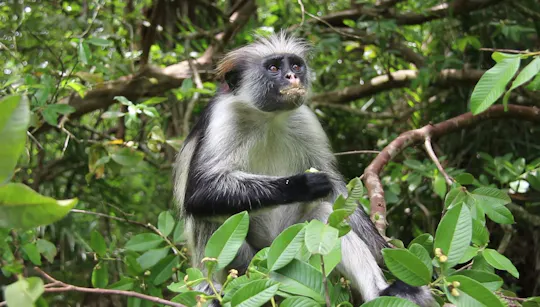 Zanzibar Jozani Forest, cave and village adventure private tour