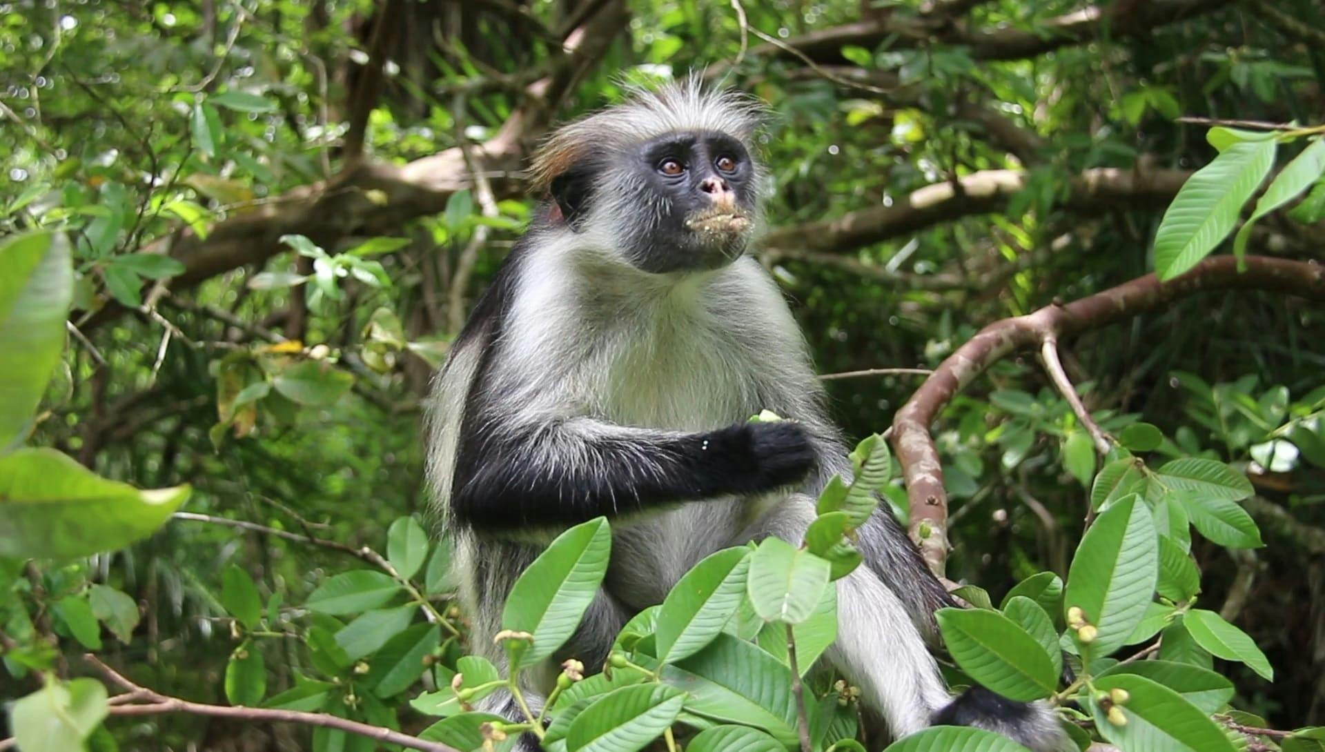 Zanzibar Jozani Forest, cave and village adventure private tour
