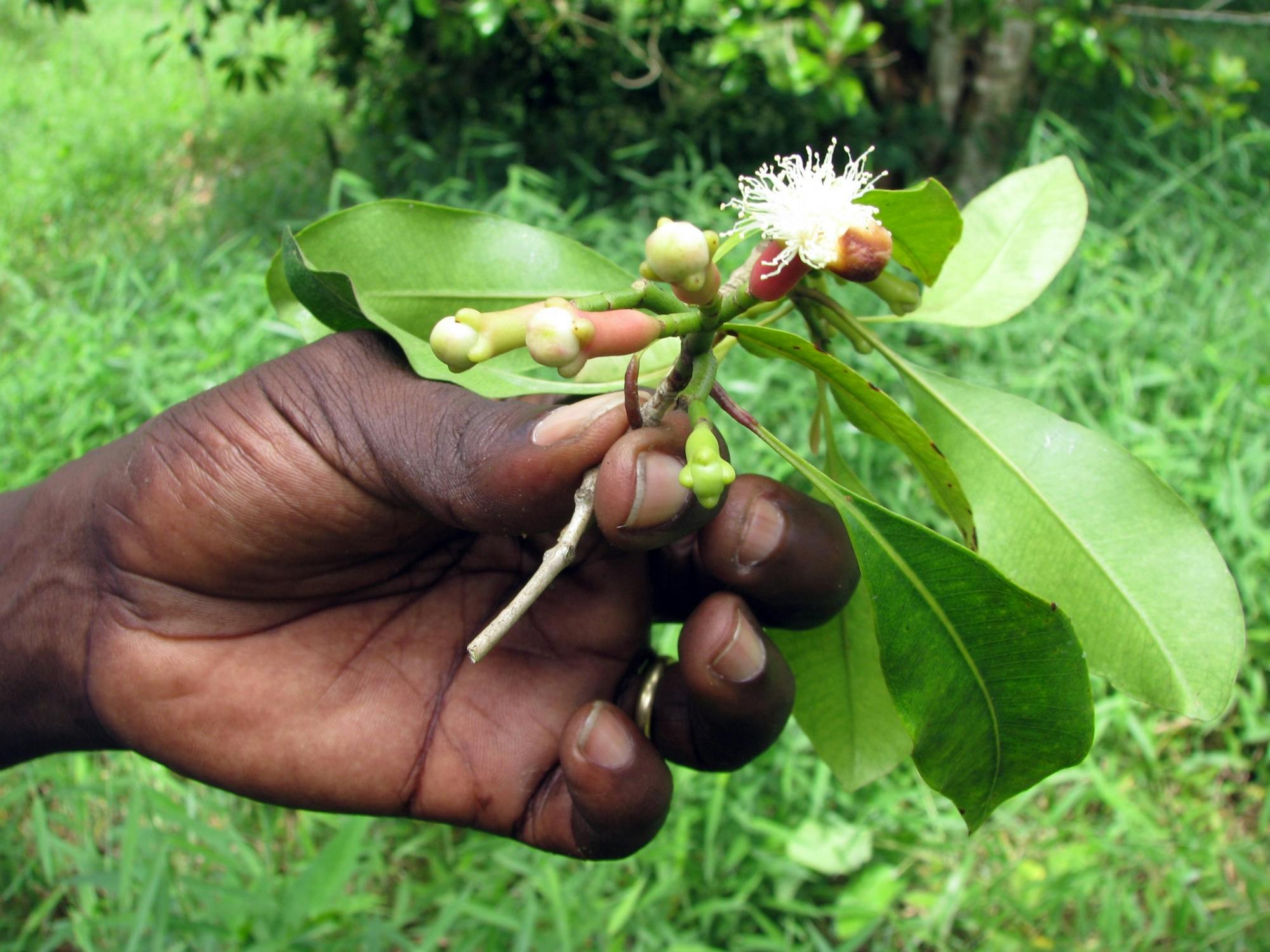 Zanzibar spice farm, cave and village adventure private tour