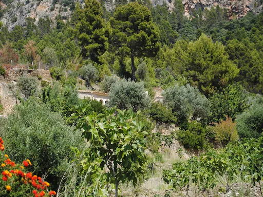 Majorca countryside voyage of discovery