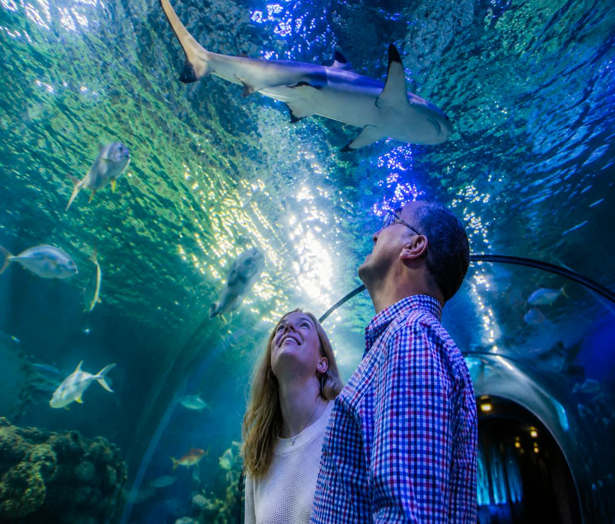Billet pour SEA LIFE Loch Lomond avec une eSIM de 1 Go