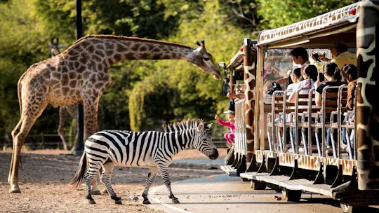 Chiang Mai Night Safari entrance ticket