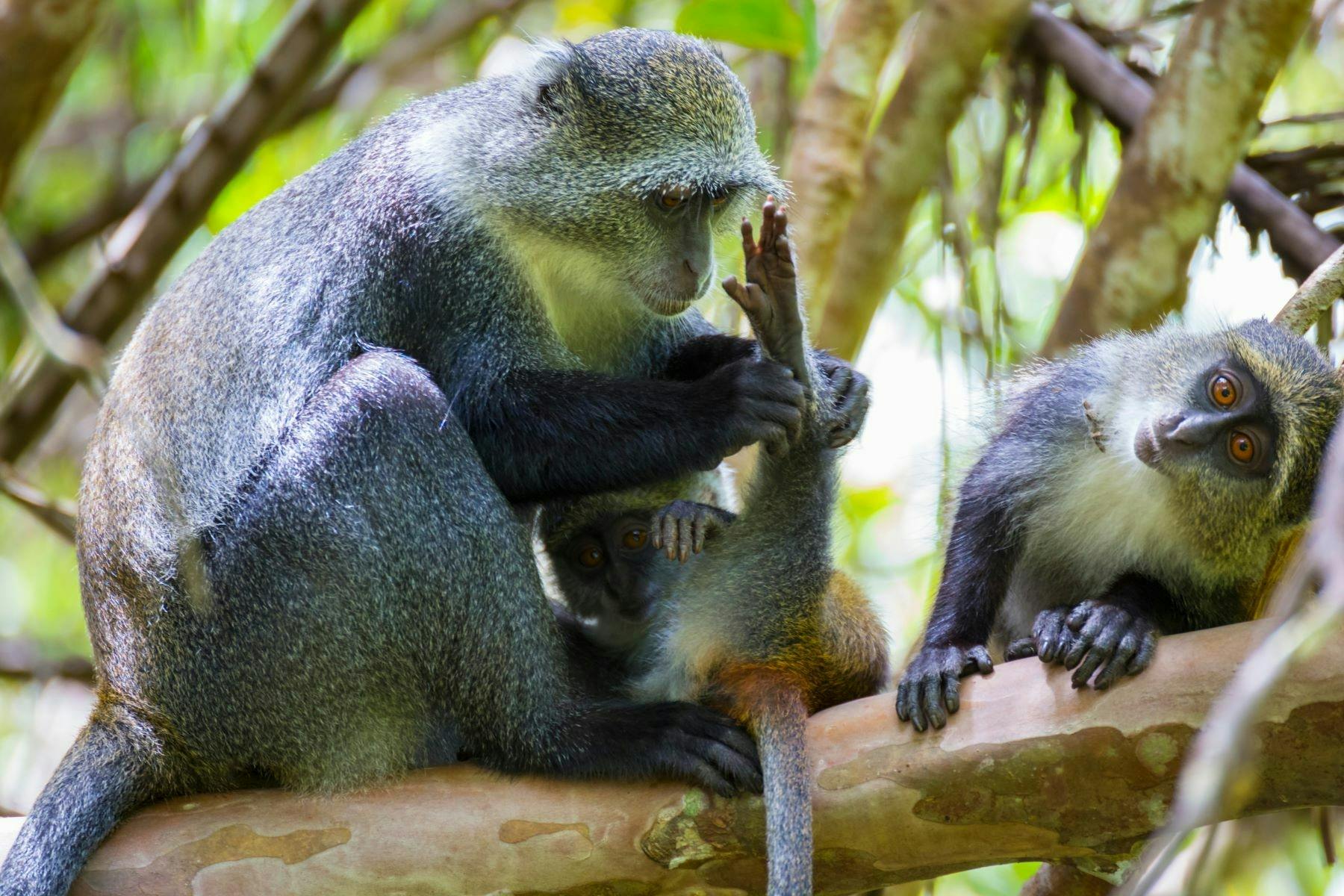 Jozani Chwaka Bay National Park and The Mamas of Zanzibar full-day private tour