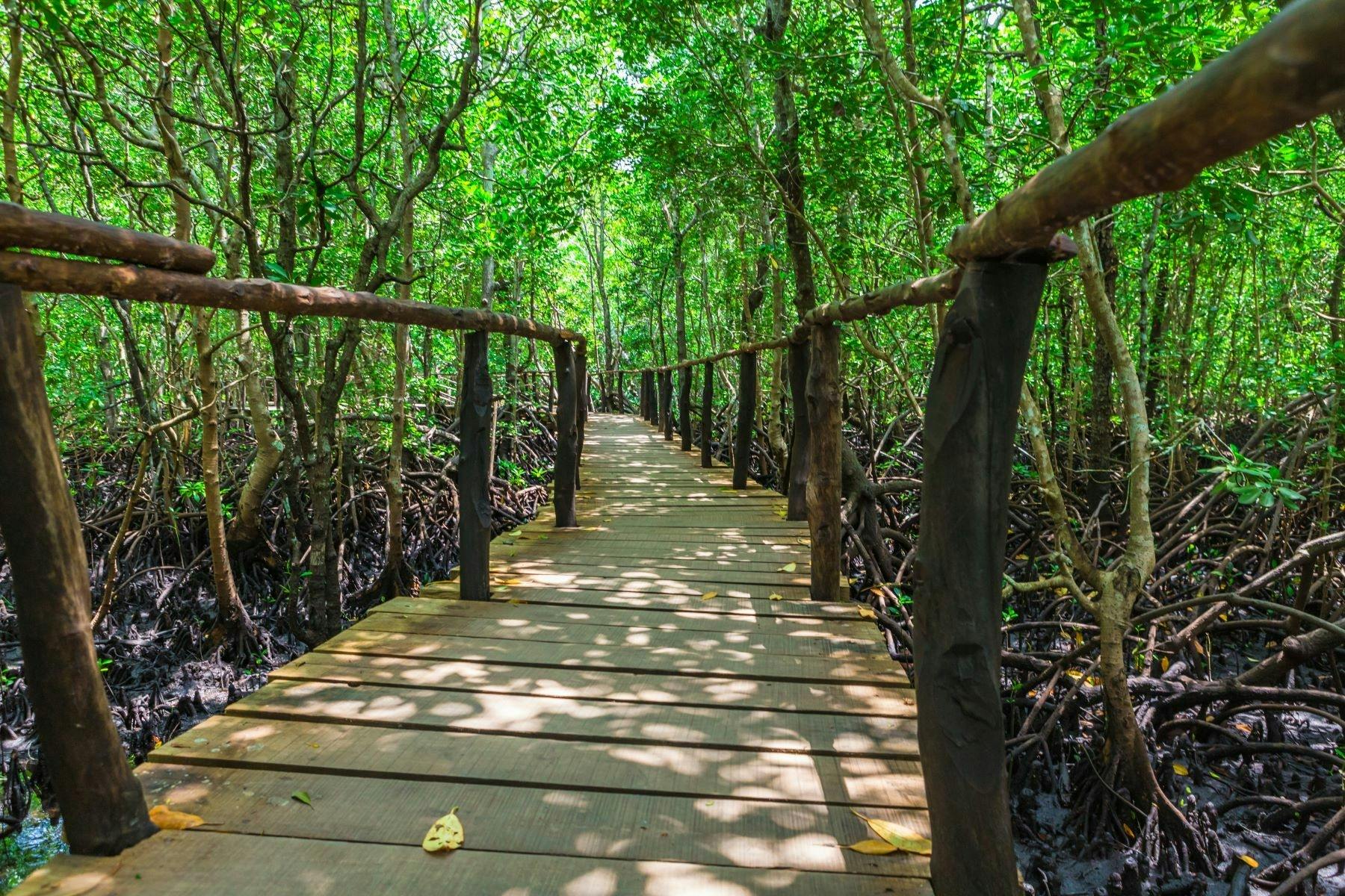 Jozani Chwaka Bay National Park and The Mamas of Zanzibar full-day private tour