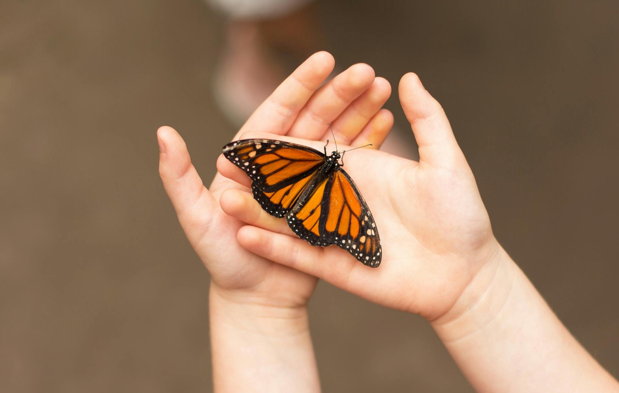 Antalya's Butterfly World with optional transfers