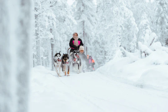 5 km husky safari and Lappish kota from Rovaniemi