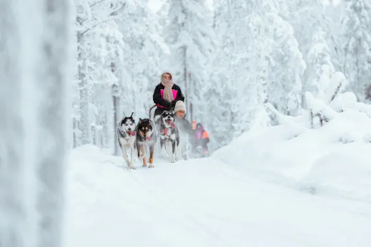 5 km husky safari and Lappish kota from Rovaniemi