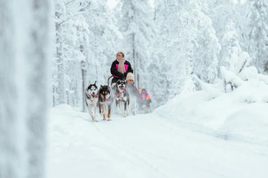 5 km husky safari and Lappish kota from Rovaniemi