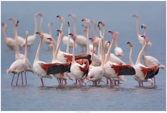 Flamingo ecosafari tour in electric minibus at Molentargius Park