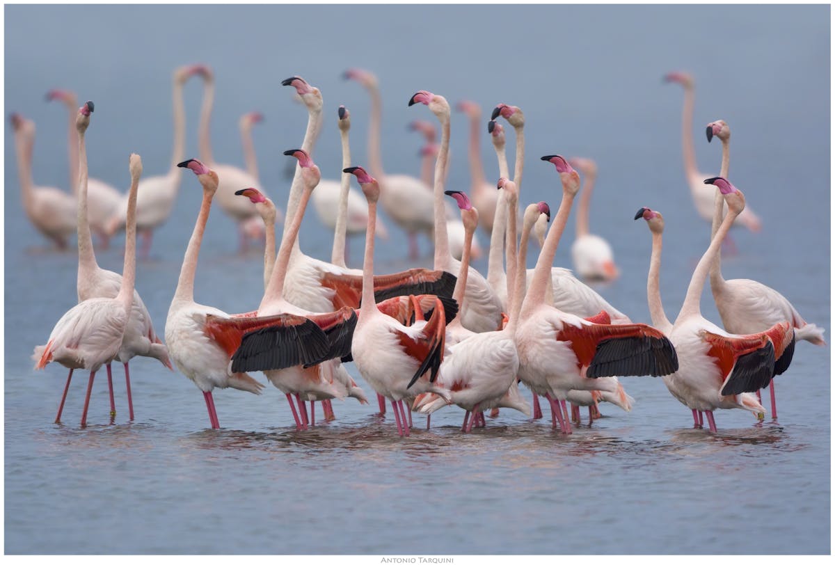 Flamingo-ecosafari in een elektrische minibus in het Molentargius-park