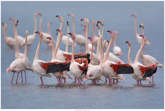 Tour ecosafari "Flamingo" in minibus elettrico al Parco Molentargius