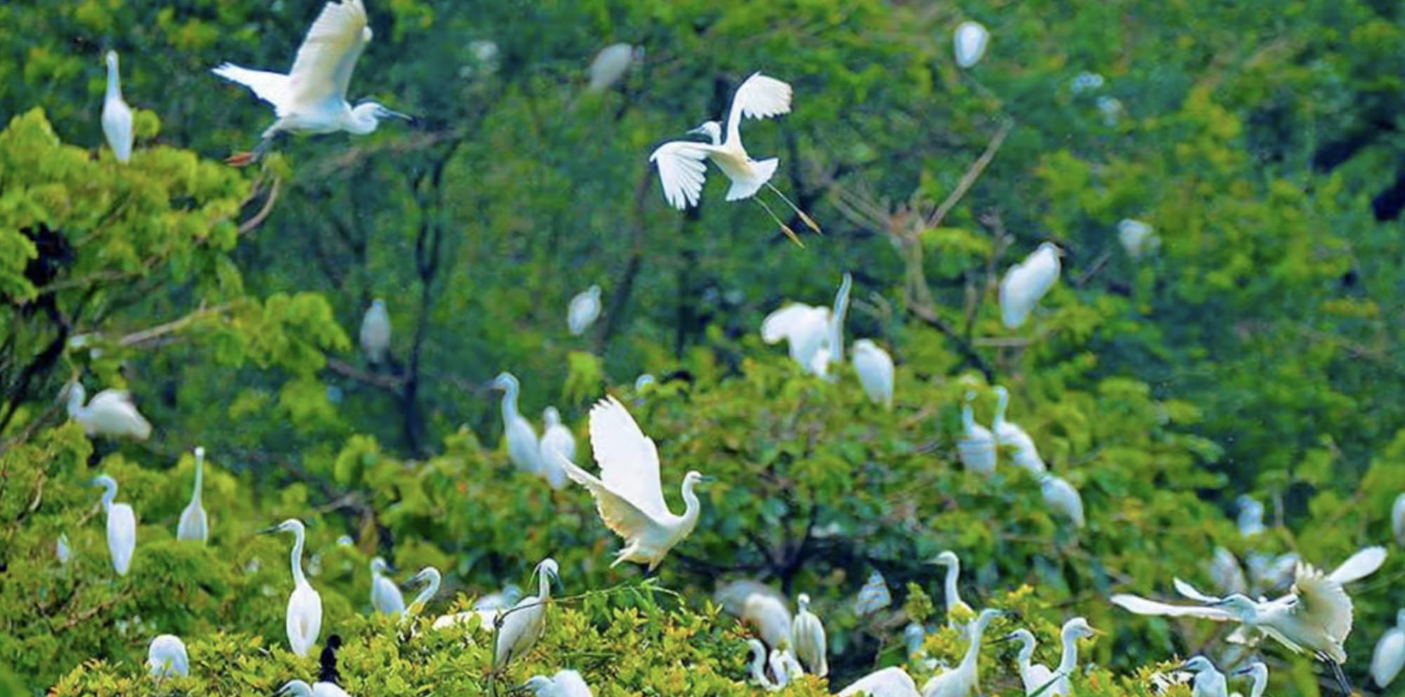 Tourguide durch den Bang Lang Stork Garden und das Gemeindehaus von Binh Thuy