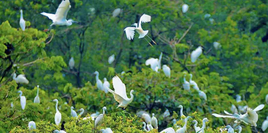 Guided tour of Bang Lang Stork Garden and Binh Thuy Communal House