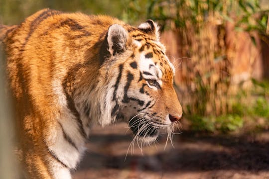 Bilhete de entrada para o ZooParc Overloon