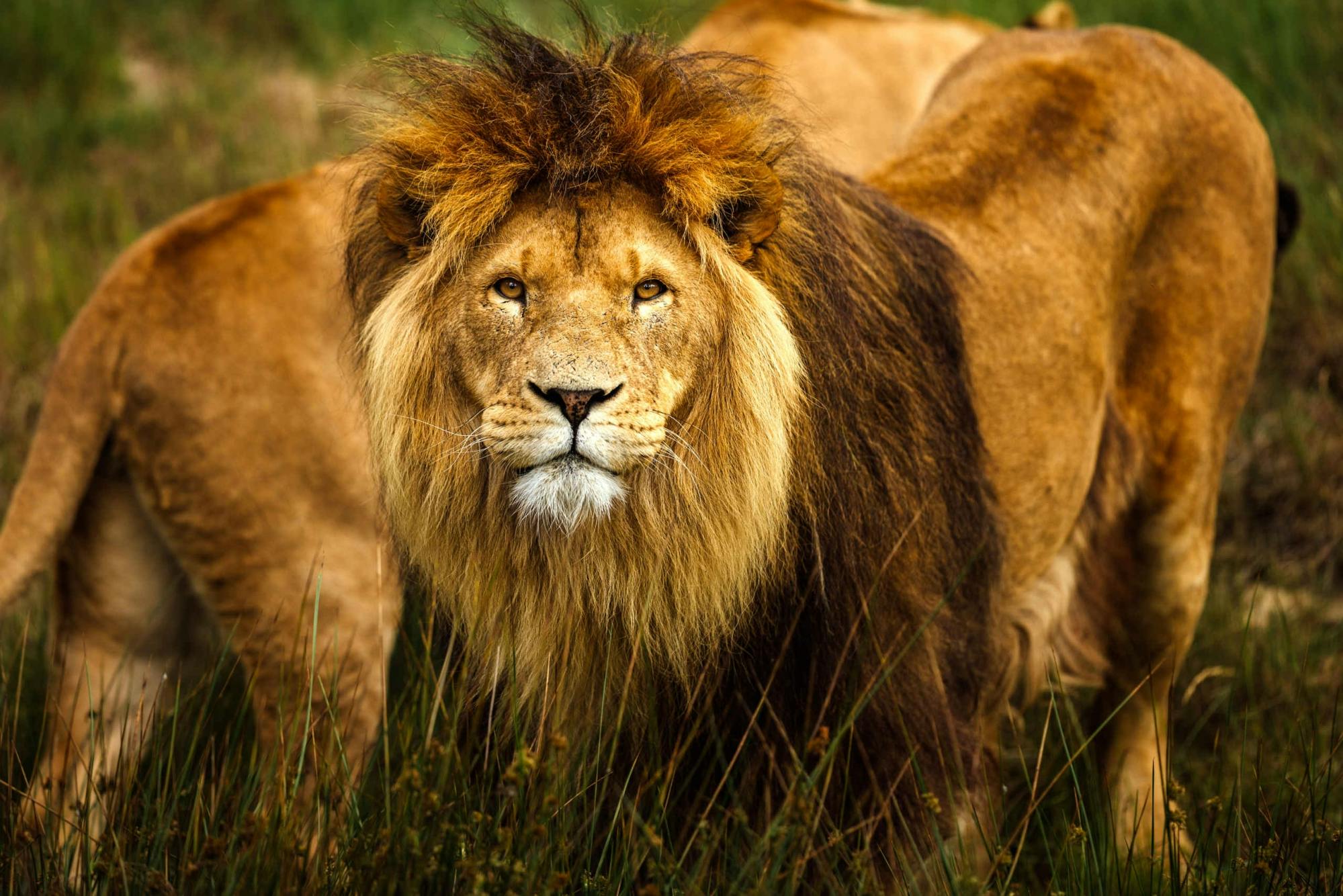 Safari adventure at Safaripark Beeksee Bergen