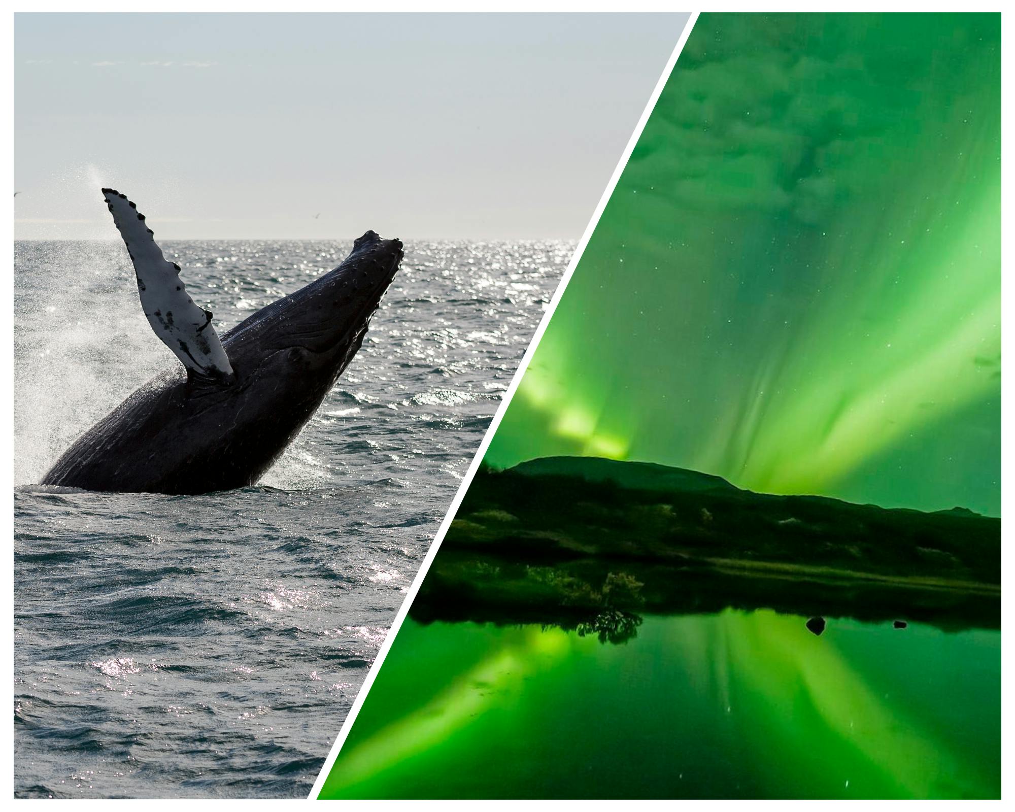 Whale watching and northern lights tour from Reykjavik