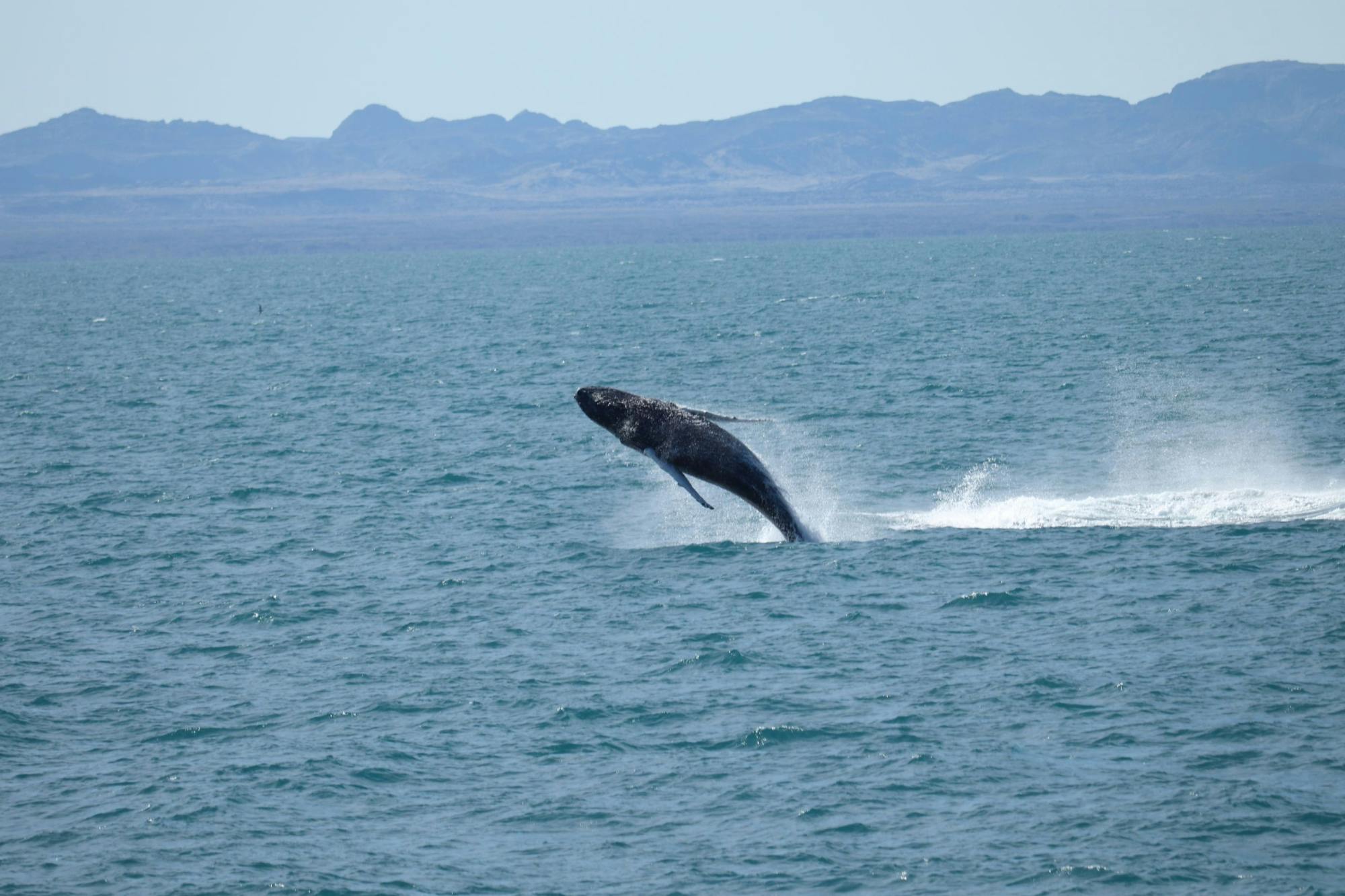 Akureyri whale watching cruise