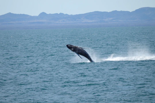 Akureyri whale watching cruise