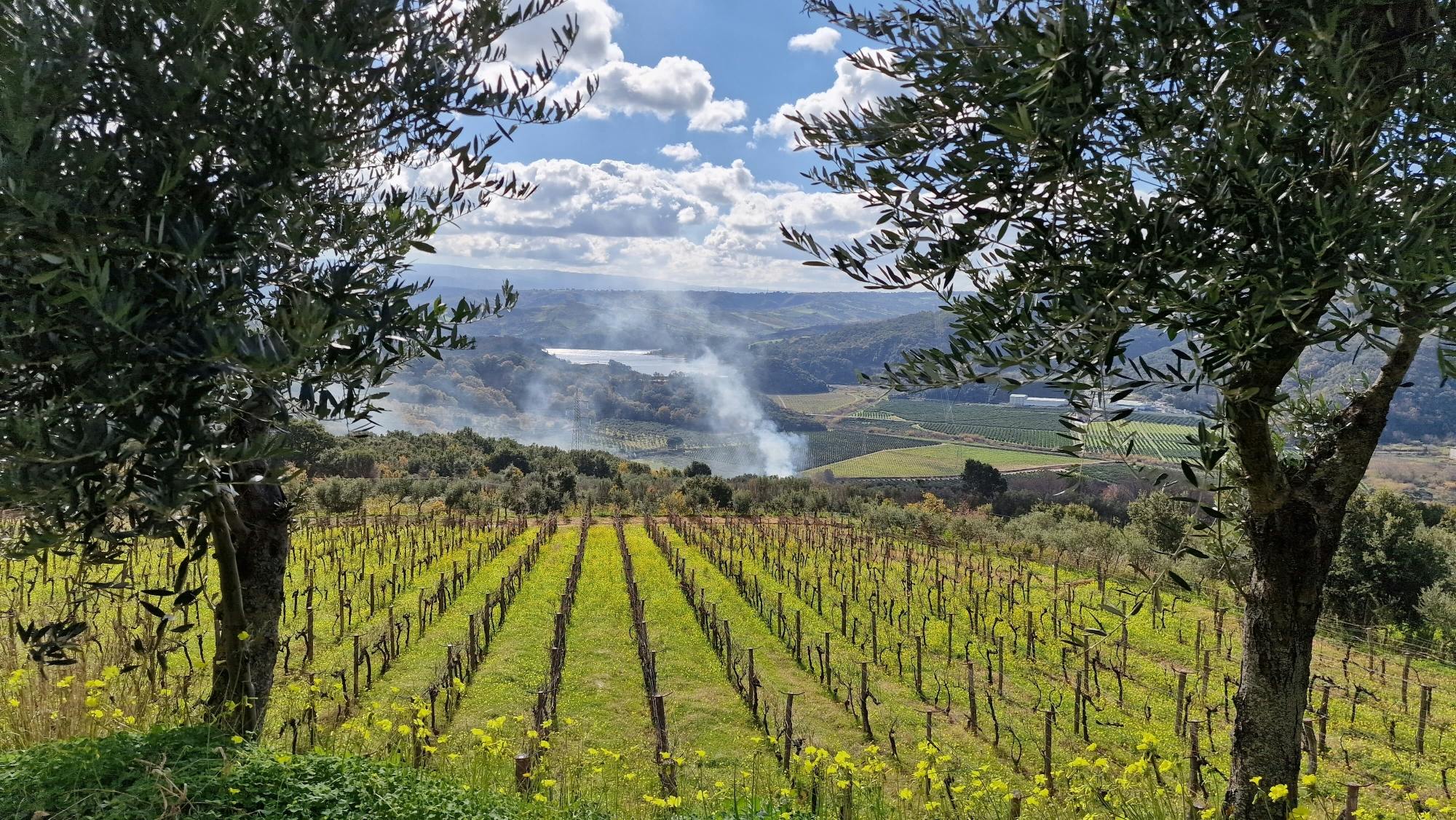 Calabrian vineyard tour with wine-tasting from Pizzo