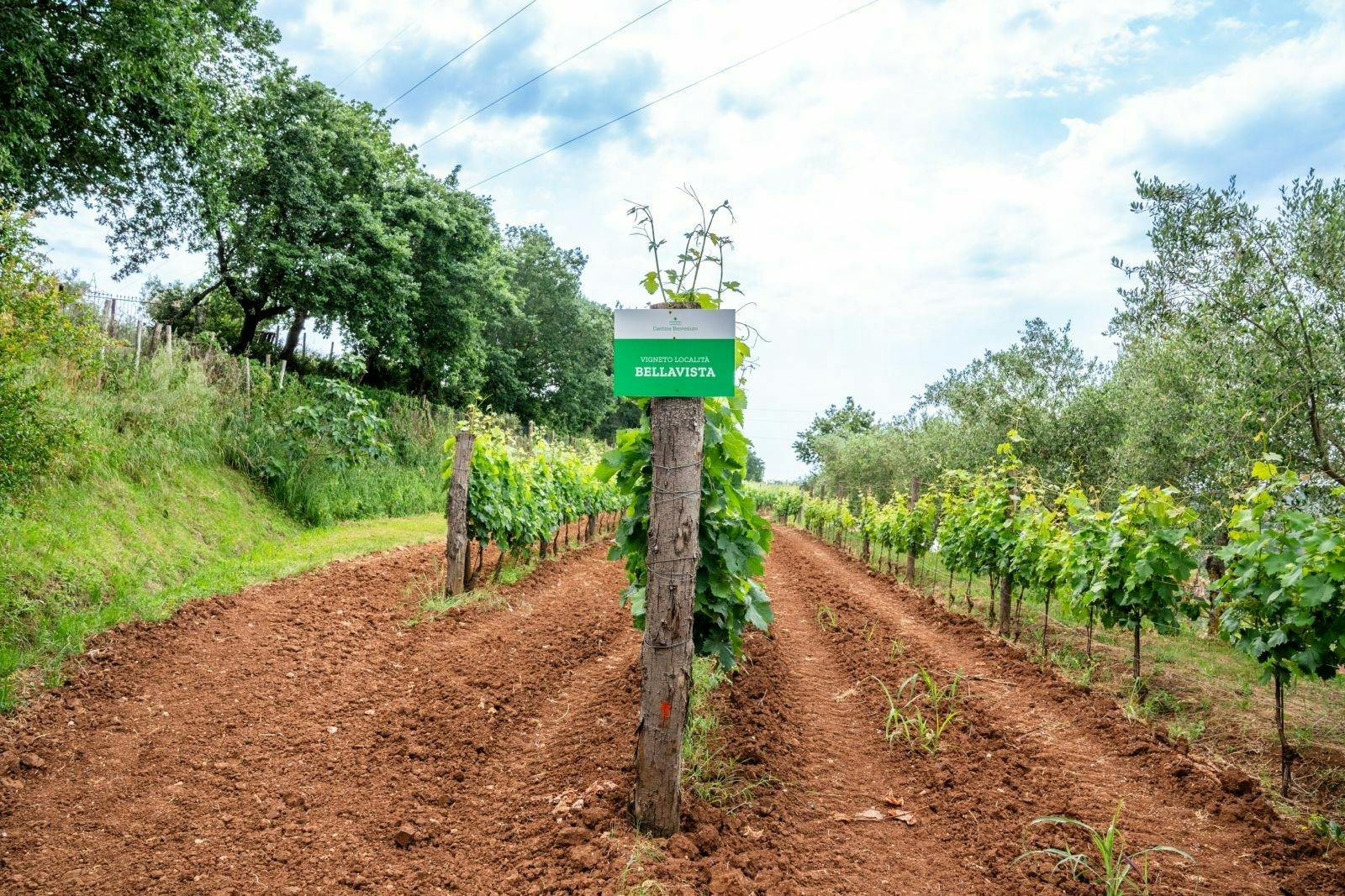 Calabrian vineyard tour with wine-tasting from Pizzo