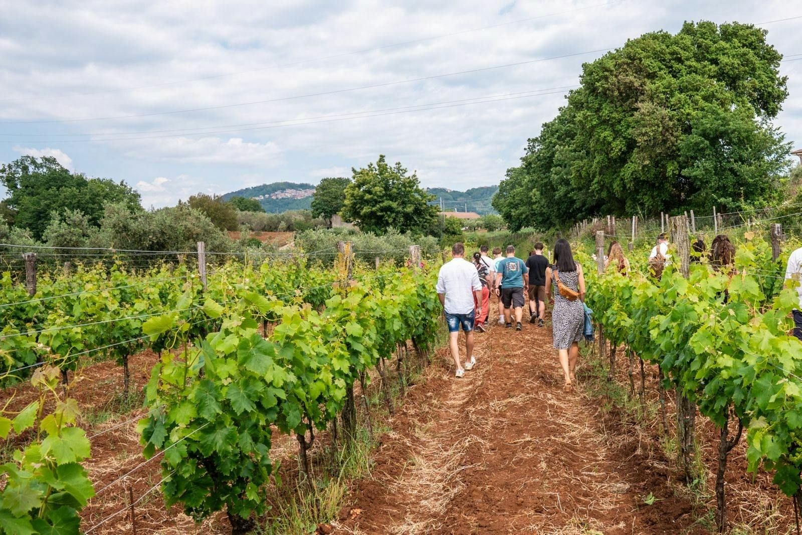 Calabrian vineyard tour with wine-tasting from Pizzo