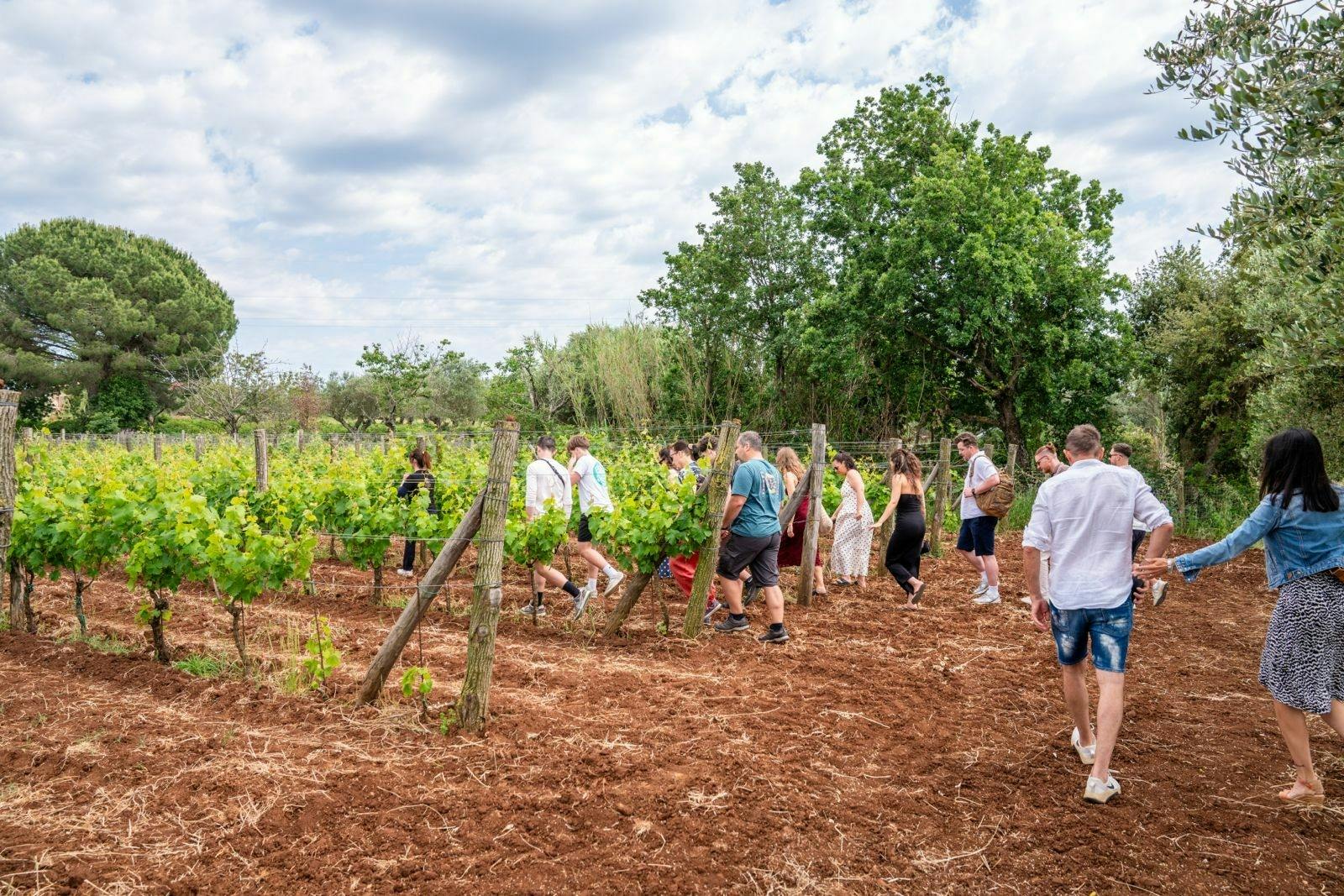 Calabrian vineyard tour with wine-tasting from Pizzo