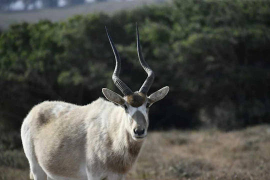 Souss Massa National Park wildlife-spotting trip from Agadir