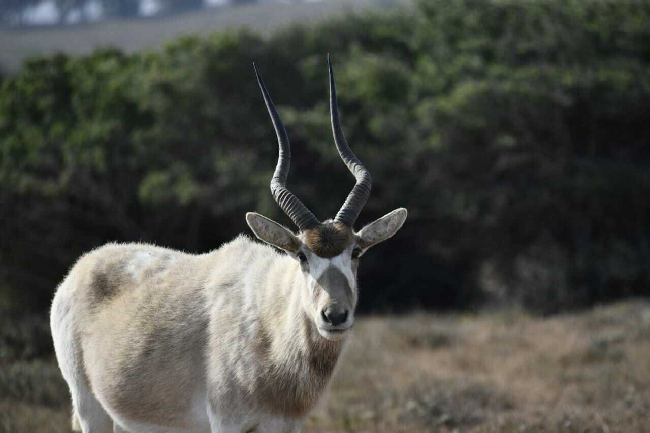 Excursie naar het wildpark vanaf Souss Massa vanuit Agadir