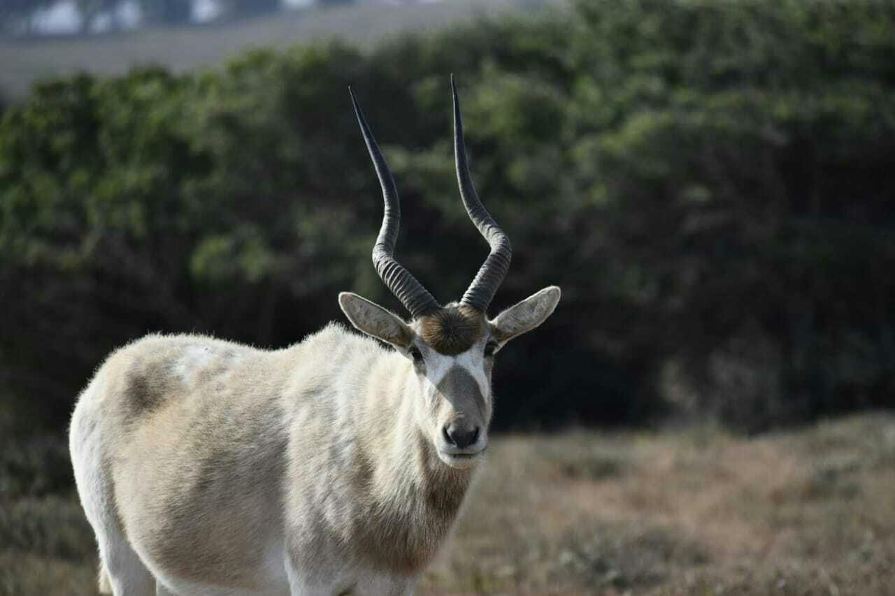 Ausflug in den Nationalpark Souss Massa zur Beobachtung der Tierwelt ab Agadir