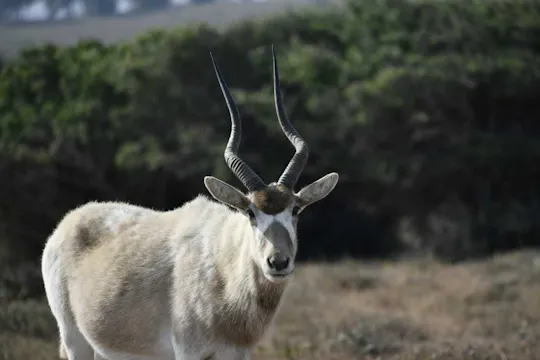 Ausflug in den Nationalpark Souss Massa zur Beobachtung der Tierwelt ab Agadir