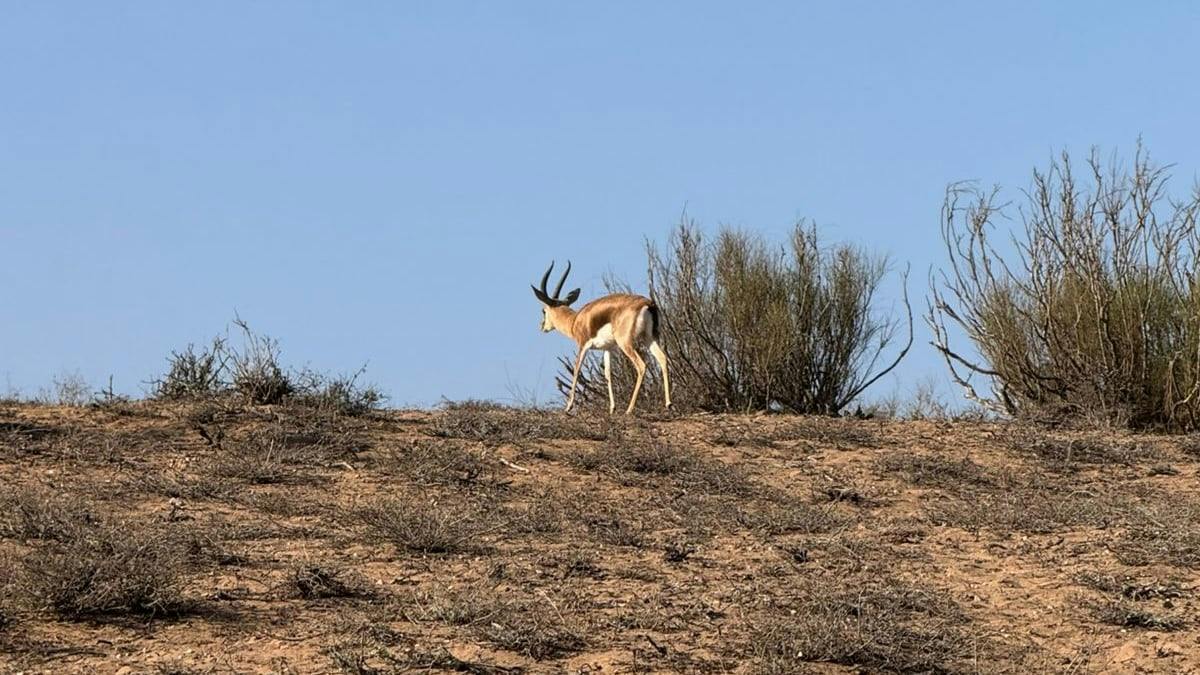 Souss Massa National Park wildlife-spotting trip from Agadir