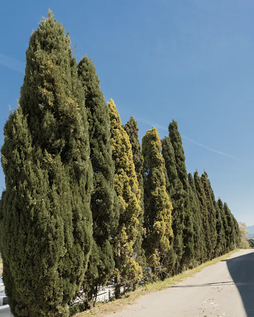 202606256a3d388728a74.png