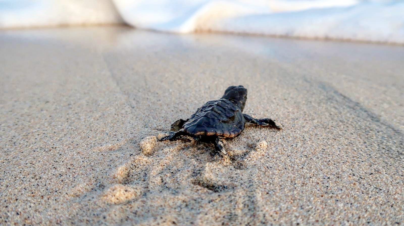 Private turtle watching experience in Sal
