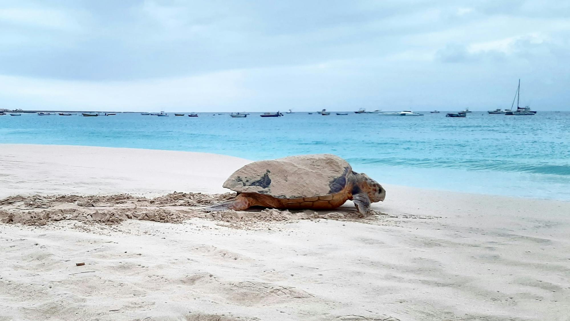 Private turtle watching experience in Sal