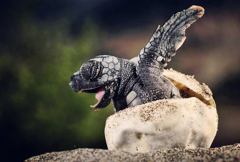 Private turtle watching experience in Sal