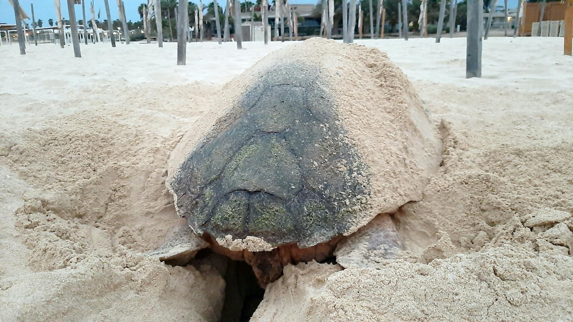 Private turtle watching experience in Sal