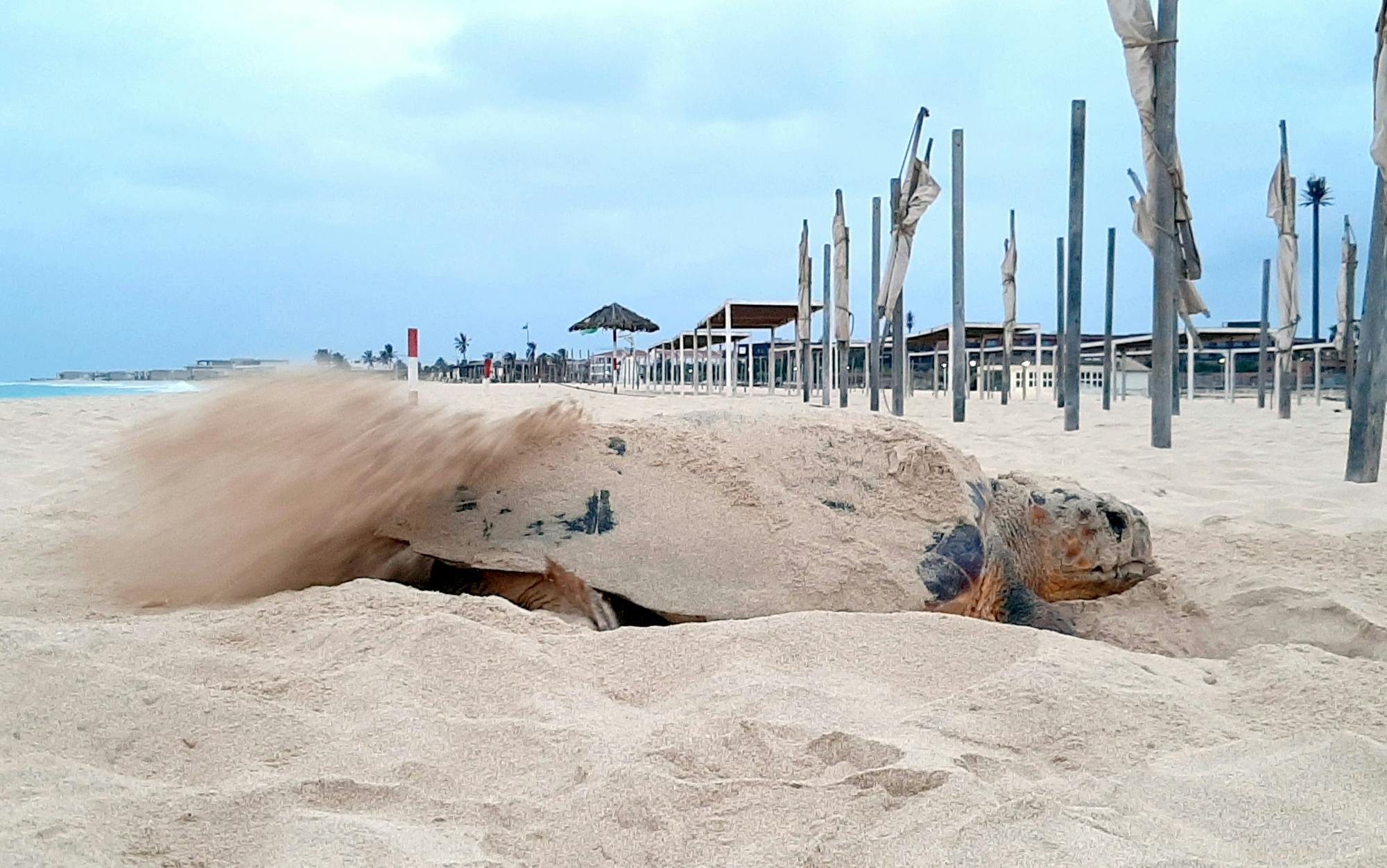 Private turtle watching experience in Sal