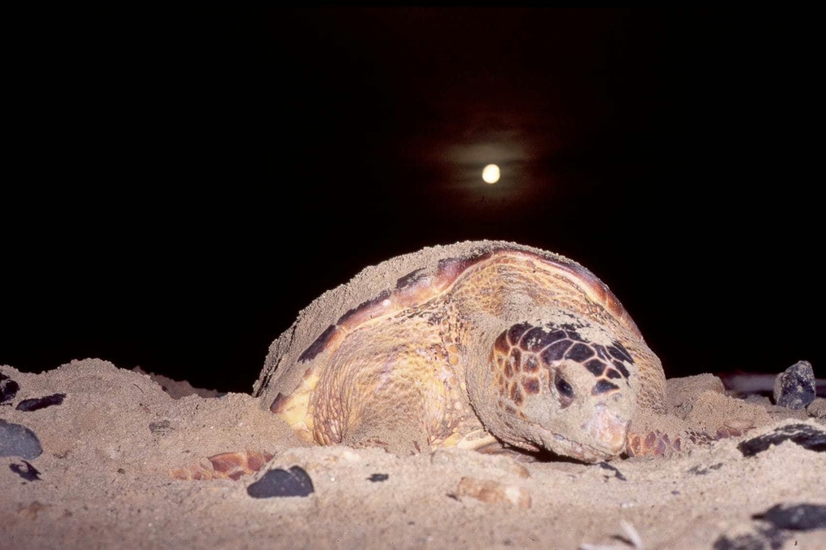 Private turtle watching experience in Sal