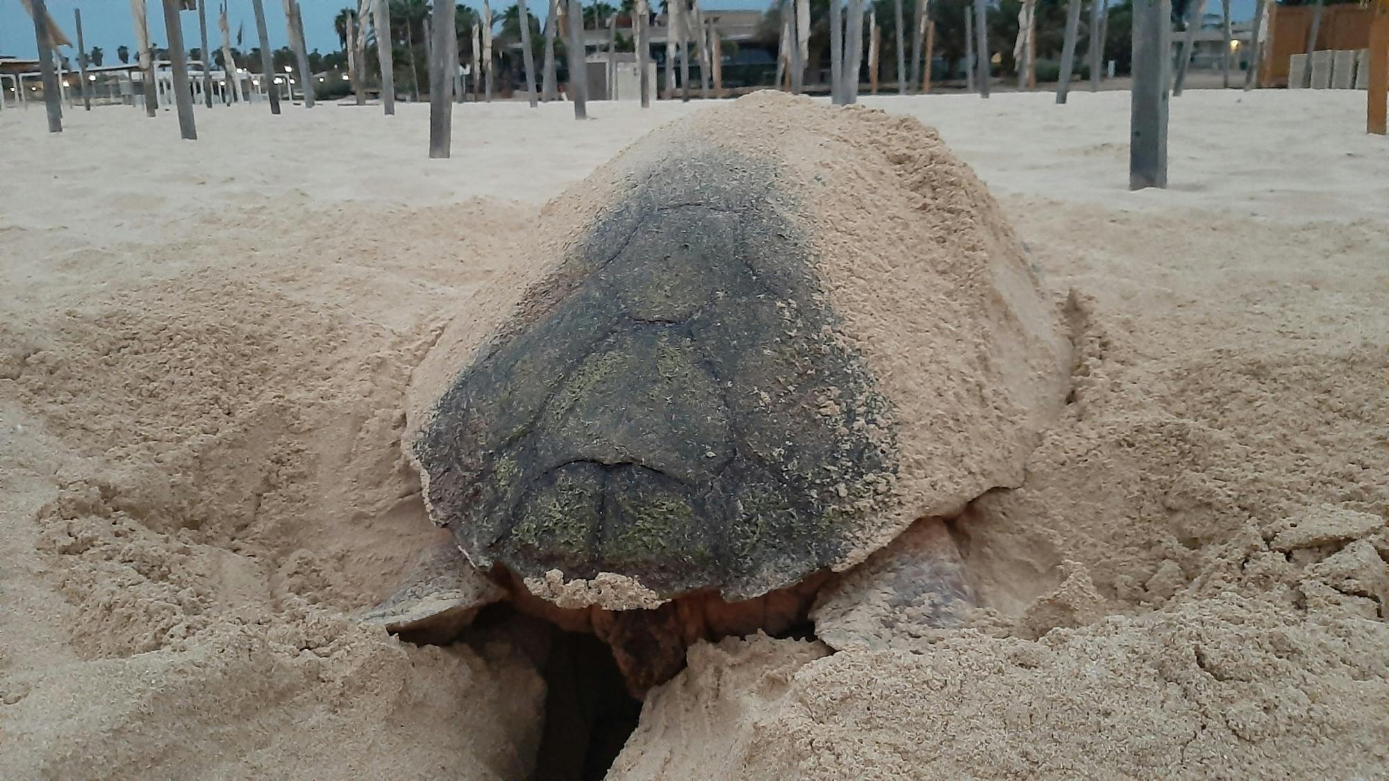 Private turtle watching experience in Sal