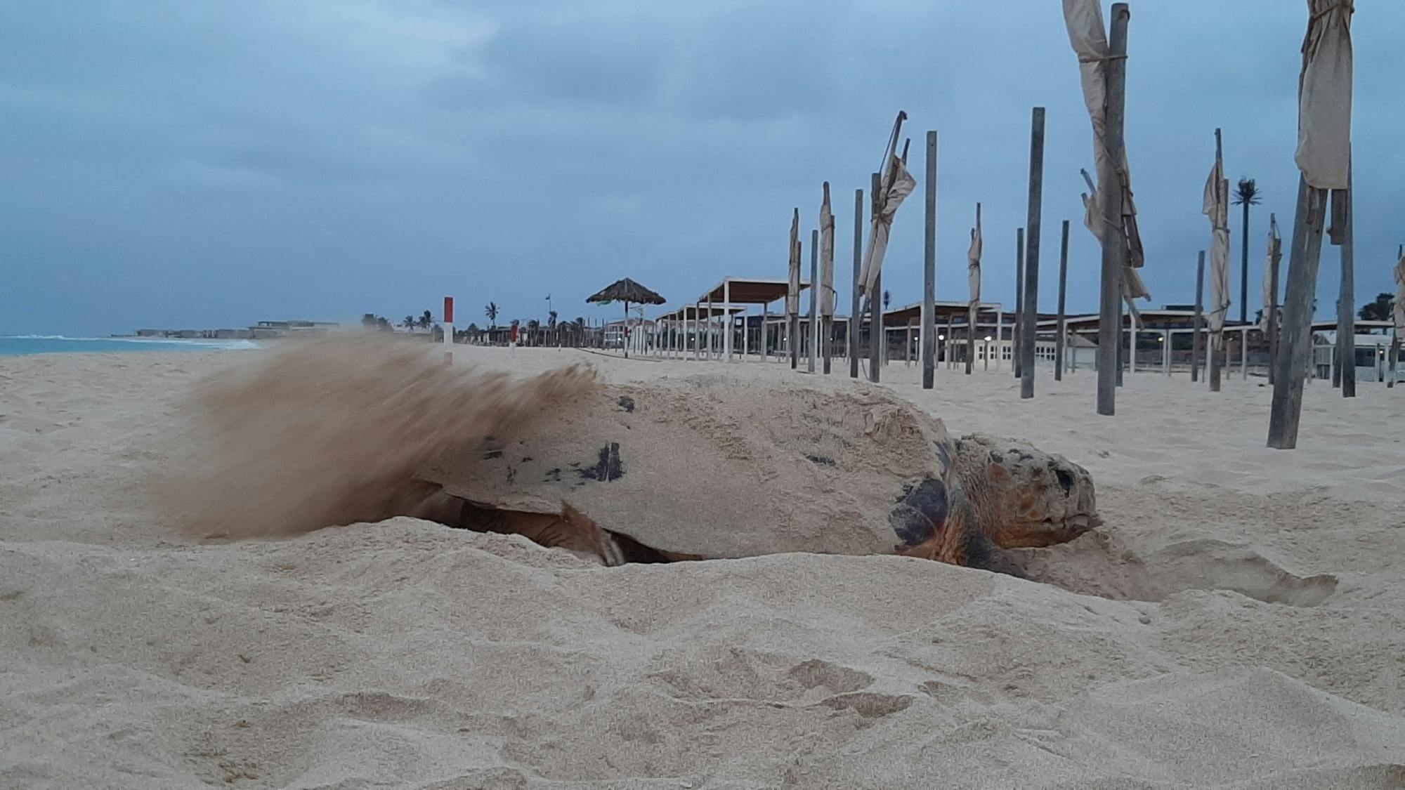 Private turtle watching experience in Sal