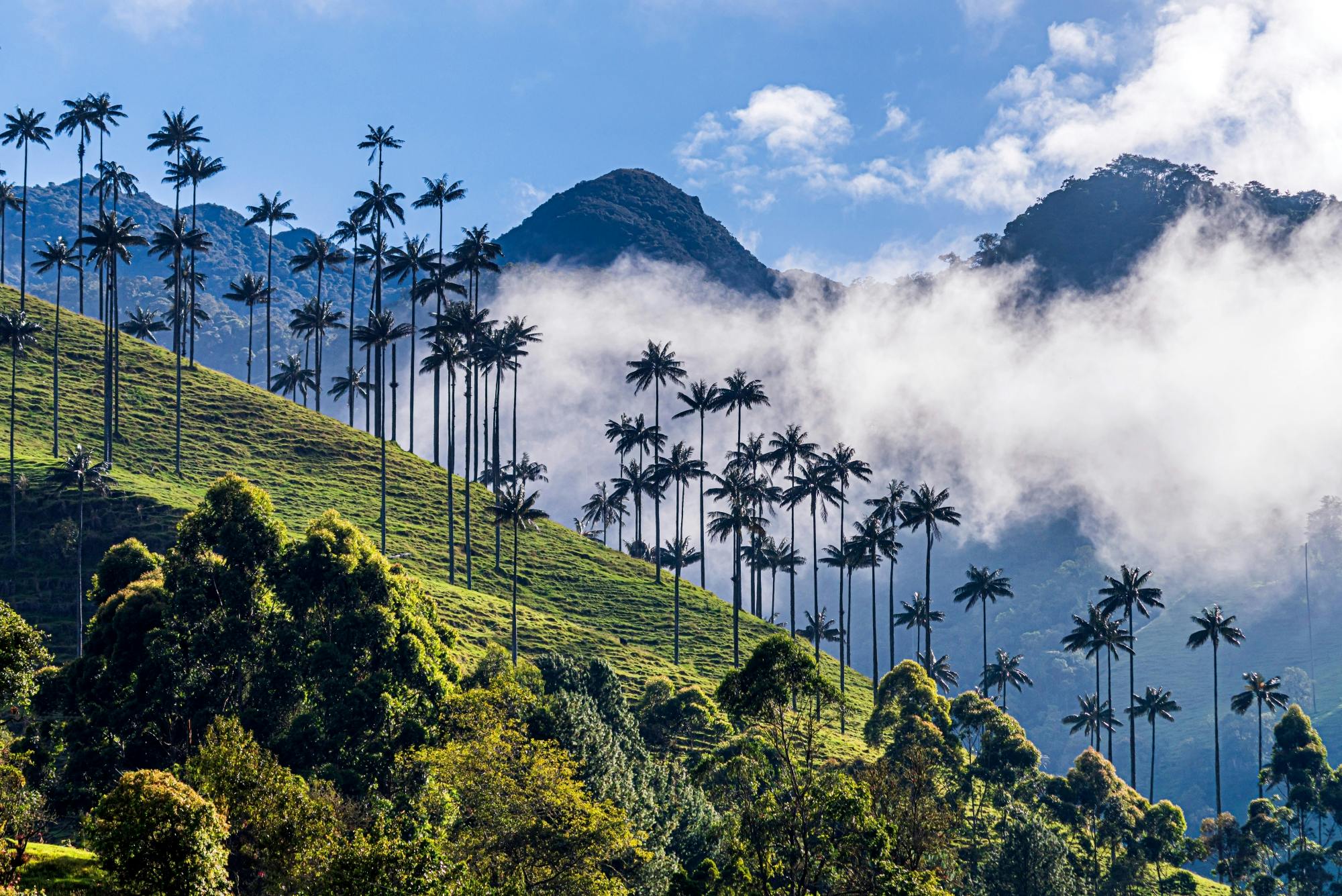 Full-day tour to Filandia, Salento and Cocora Valley from Armenia