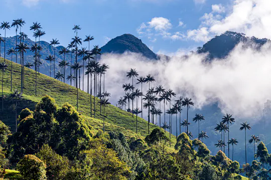 Full-day tour to Filandia, Salento and Cocora Valley from Armenia