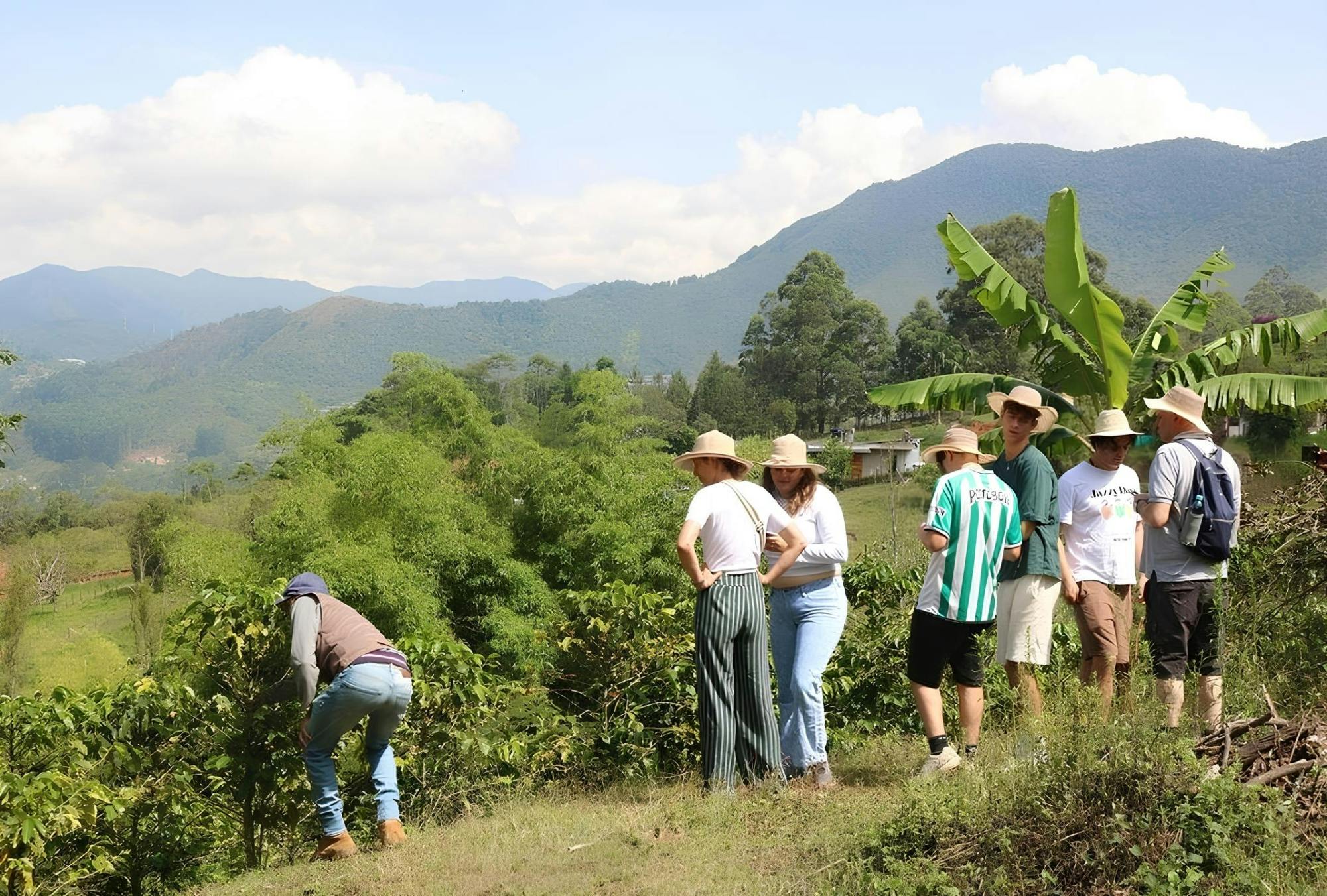 Traditional Colombian coffee tour from Salento