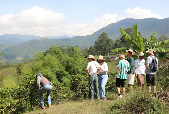 Traditional Colombian coffee tour from Salento