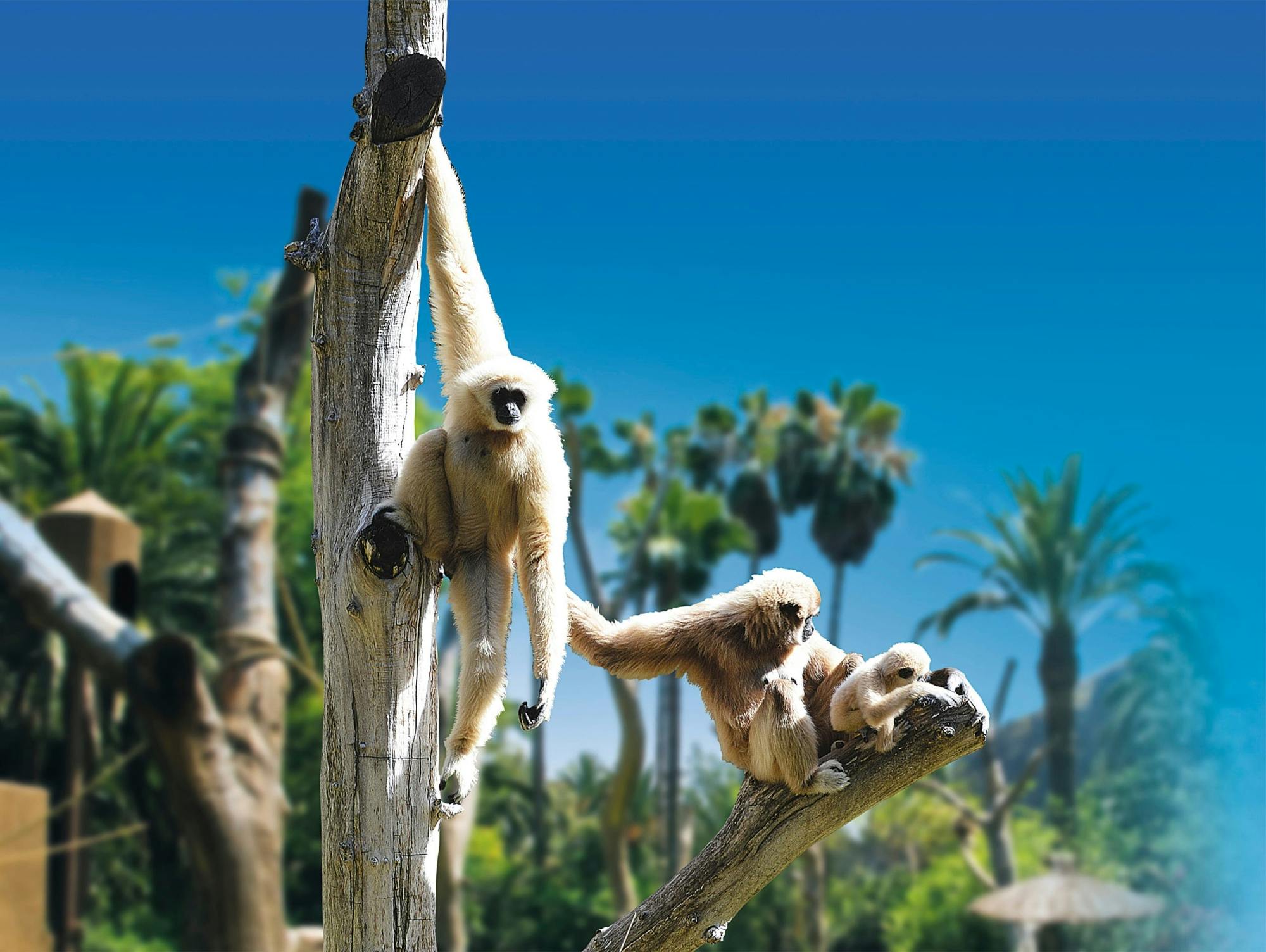 Aqualand and Palmitos Park transfer package