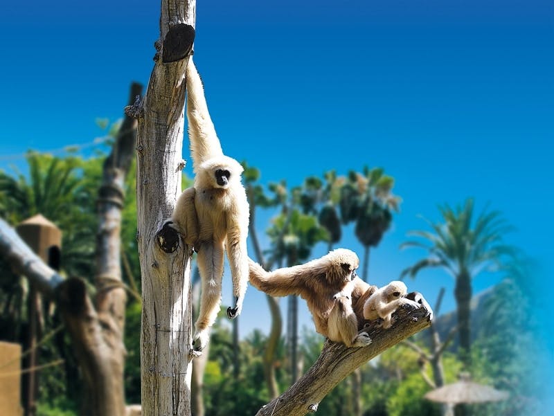 Aqualand and Palmitos Park transfer package
